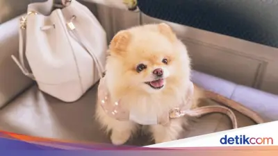 Viral Pria Lecehkan Anjing Pomeranian di Jakut, Polisi Selidiki