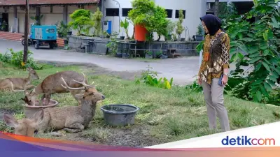 Viral Rusa di Taman Sriwedari Solo Mengais Sampah, Pemkot Turun Tangan