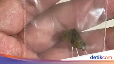 WN Rusia Bawa 7,8 Kg Hashish dari Thailand, Hendak Diedarkan di Bali