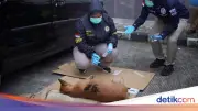 4 Anjing Pemburu Tewaskan Bocah di Bogor Mati Bersamaan di Mobil
