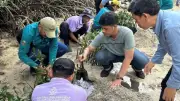 50 Tukik Dilepas dan 500 Bibit Mangrove Ditanam di Pulau Sabira