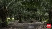 Bentrok di Perkebunan Sawit OKI, 1 Tewas dan 2 Luka Tembak