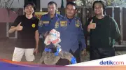 Biawak 40 cm Masuk Rumah Warga Bogor, Damkar Evakuasi 20 Menit