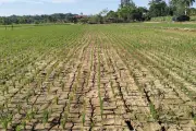 BMKG: Puncak Musim Kemarau 2026 Juli-September, Waspada El Nino