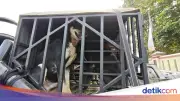 Bocah 9 Tahun Tewas Diserang Empat Anjing Pemburu di Bogor, Pemilik Jadi Tersangka