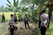Bocah Tewas di Jasinga Diserang Anjing Pemburu, Warga Khawatir