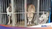 Camat Jasinga Usul Aturan Berburu Usai Bocah Tewas Diserang Anjing