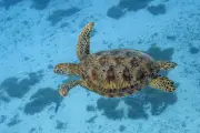 China Temukan Penyu dan Ikan Jadi Mata-mata Bawah Air