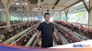 Dari Utang Rp60 Juta ke 1.000 Ayam Petelur, Kisah Nirin yang Berhasil Berkat KUR BRI