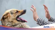 Detik-detik Bocah Bogor Tewas Digigit Anjing Pemburu, Ayah Murka