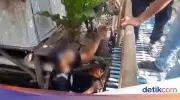 Detik-Detik Penangkapan Perampok Minimarket Bekasi, Pelaku Muncul dari Air