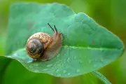 Fakta di Balik Bahaya Memegang Siput di Halaman Rumah