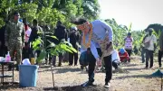 Gibran Tanam Kakao di Papua Barat, Percepat Rehabilitasi Perkebunan