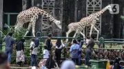 Gratis Masuk Ragunan Saat HUT Jakarta, Catat Tanggalnya