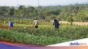 Hasil Kebun Napi Lapas Warungkiara Tembus Pasar Bandung dan Tangerang