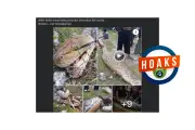 Hoaks Foto Ular Piton Perut Besar Usai Mangsa Manusia di Kalimantan