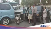 Horor Anjing Pemburu Babi Hutan Tewaskan Bocah di Bogor, Pemilik Jadi Tersangka
