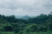 Jumlah Pohon di Bumi Ternyata Lebih Banyak dari Bintang di Bima Sakti