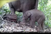 Kelahiran Nona Seroja, Bayi Gajah Sumatera, Curi Perhatian Warganet