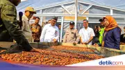 Kemensos Berdayakan 150 Petani Kakao di Ende NTT untuk Kemandirian Ekonomi
