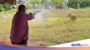 Kepala Menteri Perlis Tembak Sapi Kurban, Publik Malaysia Terbelah