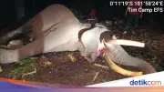 Kronologi Kematian Gajah Sumatera Indro di Taman Nasional Tesso Nilo