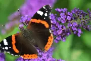 Kupu-Kupu Heliconius Berevolusi Perlambat Penuaan, Studi Terbaru Ungkap