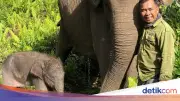 Menhut Sambut Kelahiran Adik Domang, Harapan Baru Gajah Sumatera