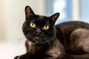 Mitos atau Fakta: Kucing Hitam Pembawa Sial? Ini Penjelasannya