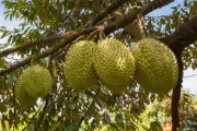 Musim Durian di Lorong Lew Lian Singapura Tarik Perhatian Warga