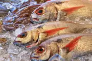 Overfishing Ancam Ketersediaan Pangan Laut dan Mata Pencaharian Nelayan