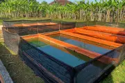 Panduan Lengkap Budidaya Ikan Lele di Kolam Terpal untuk Pemula