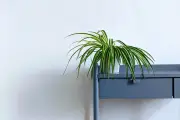 Peace Lily: Tanaman Hias Tropis dengan Segudang Manfaat