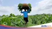 Petani Tembakau Jawa Barat Tolak Aturan Pembatasan Nikotin dan Kemasan Polos