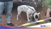 Polisi Pastikan Tak Ada Anjing Pemburu Lepas di Jasinga: Sudah Clear