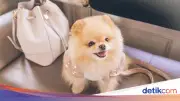 Polisi Periksa Kejiwaan Pria Diduga Lecehkan Anjing Pomeranian di Penjaringan