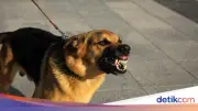 Polisi Ungkap Penyebab 4 Anjing Pemburu Serang Bocah di Bogor Mati