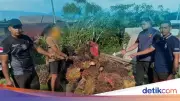 Pria di Kotim Tertidur Usai Curi 1,6 Ton Sawit, Petugas Gampang Tangkap