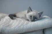 Tips Aman Pelihara Kucing Meski Punya Alergi Bulu