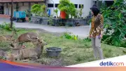 Viral Rusa di Taman Sriwedari Solo Cari Makan di Tempat Sampah, Pemkot Turun Tangan