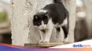 Wanita di Jembrana Bali Tewas Akibat Gigitan Kucing Liar Rabies