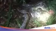 Wanita di Malut Tewas Ditelan Piton 7,8 Meter, Suami Tebas Leher Ular