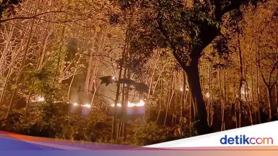 3 Hektar Hutan Ponorogo Terbakar, Diduga Akibat Puntung Rokok