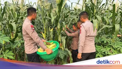 Brimob Polda Metro Panen Jagung Dukung Ketahanan Pangan Nasional