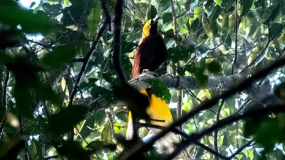 Burung Dilindungi di Papua Dijual via Facebook, Satu Orang Ditangkap