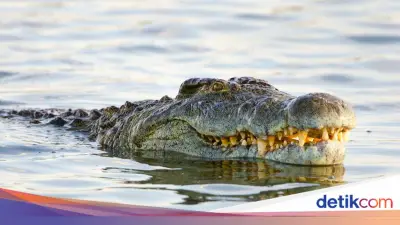 Calon Pengantin Tewas Diterkam Buaya di Sumsel, Jasad Ditemukan di Hari Ulang Tahun