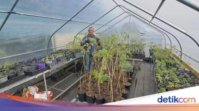 Daun Kelor Dilarang di Australia, Petani Ajukan Banding