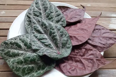 Daun Sirih Bahan Masakan Populer di Vietnam Kaya Manfaat