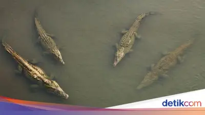 Israel Rencanakan Buaya Jadi 'Sipir' Penjara untuk Cegah Kaburnya Tahanan Palestina