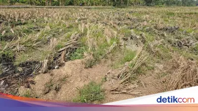 Kemarau Panjang di Kasemen Serang, Petani Gagal Tanam Padi di MT 3